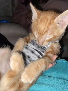 babesamantaのMy kitty😻の 5枚の写真