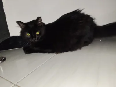 Danysca Mes magnifiques chats slika