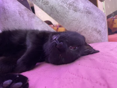 anapuala_sexxxのlove of my life 🥺Pandora 🐈‍⬛ Tomas 🐈の 8枚の写真