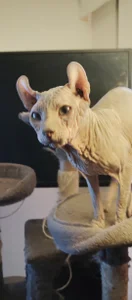 Mis gatos de barbaszztop  4 photos