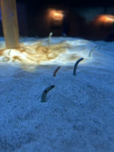 Nyapi_00 おでかけ！ Immagine 