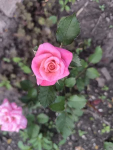Milena_Milyan kullanıcısının Nature’s Beauty 🌺 albümü -  8 fotoğraf