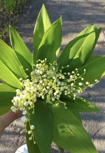 Public de Var_Kiss  2 Imagens