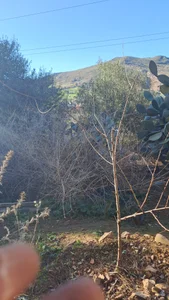 ramdhanov Public Billede 4