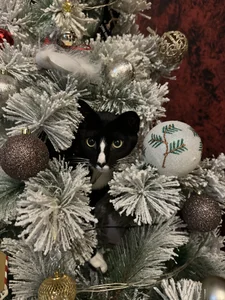 My Pinkis🐾 de Piinkpandora Foto 4