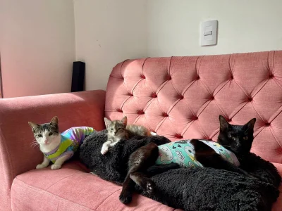 DakotaShelby Trio of little paws Pic