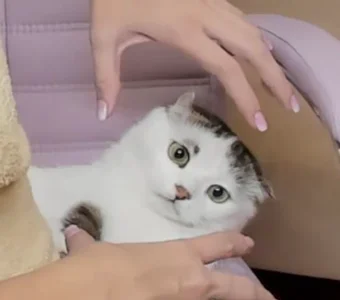 PrettieKate Public Kuva 9