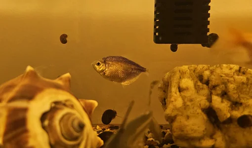 Kore_Persephone 🐚🐠Fish🐟🐡 사진 3