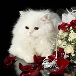 Audrey_Aura KISA Foto 8