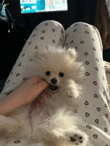 helengilmormy puppy图片