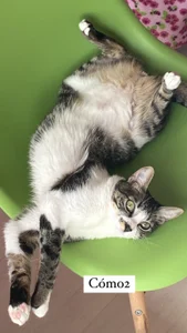 chickenlittle_uwu bebe (my cat the reason im still alive uwu) Pic 3