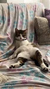 Meow 💕 de DmitriSanders  6 photos