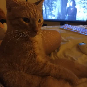 My cats <3