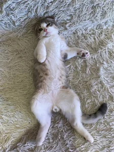 my pets de xAlisontiny  4 Imagens