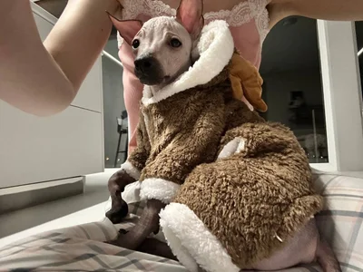 Miamistme and Spike图片