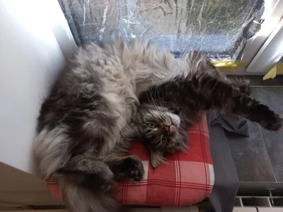 Alicia_x_art My pets صورة واحدة|Alicia_x_art My pets صورتان|Alicia_x_art My pets  3 صور|Alicia_x_art My pets  3 صورة