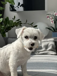 camkeymonkey my pets Foto