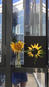 AnnexedPistolMoonflower Bild