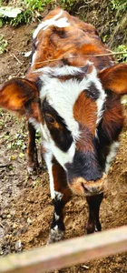 Kore_Persephone 😺😼 사진 3