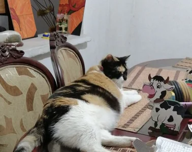 LuciaLaurent my beloved pets Immagine 