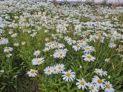 First time meeting deers🤩🥰 de Sarah-Stoner Foto 6