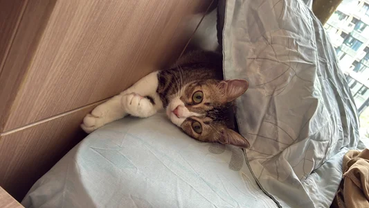 HKBOY0001 Cat Hình 4