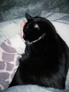 foxy_tease_ my favorite cat 😼 Bilde