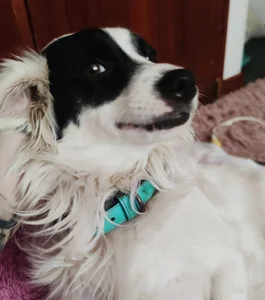 diamondfer MY PETS Pic 3