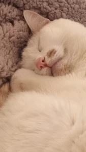 Domina_Deivis My Sammy 🐈 kitten and now Merlín 🐈‍⬛ Foto 3