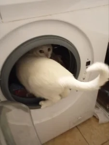 Sylvia_Reed MY CAT FROSKA Pic