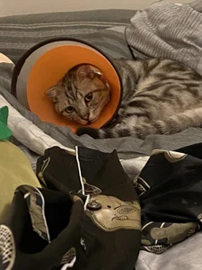 bigbb101011 貓貓日記 Pic