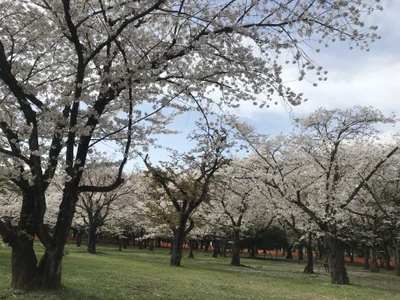 LovelyNanako Public Pic