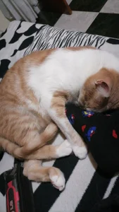 Best_DollSMのMe and kittysの 3枚の写真