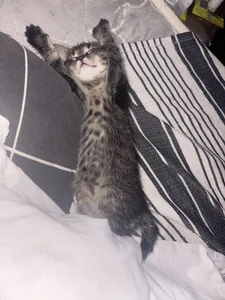Jennifer_Broccoli My cats😽 Εικόνα 5