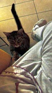 HoneyHaven_ 🐾🌙🍃 Immagine  4