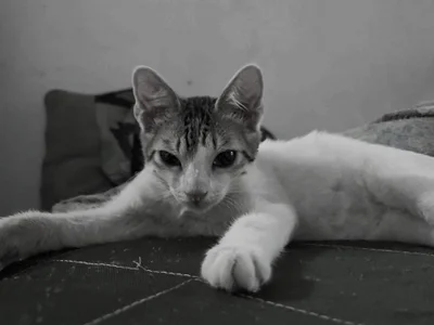 Lucas de Darwinstark_  Imagens