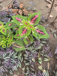 sharon_pretty12 amazonas  5টি ছবি