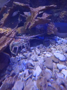 See the world. It's more fantastic than any dream od ArdentMisrule  2 snímek