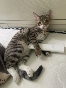 Lazycats-01 咩咩的猫 Εικόνα 7