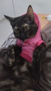 Petit-RosseのMoccacino, my little kittyの 3枚の写真