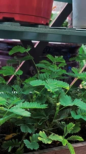 uu养的小花花 de love-uiui Foto 4