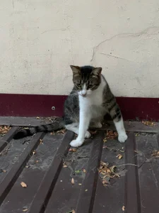 liana_kisses love for cats is boundless🐈‍⬛ Foto 3