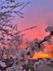 HollyGibson my aesthetics Pic