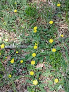 Anita-Smith Nature, forest Pic 3