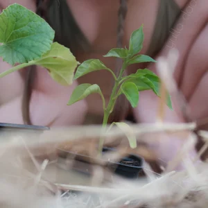 yulladao au potager Foto 5