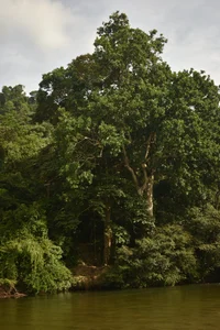 Annycolin_ P A L O M I N O Pic 5