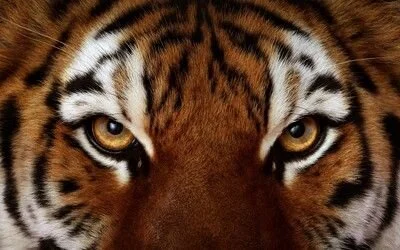 theSmallest-dick Animals Pic