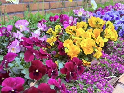 chomi_pet_JP Public slika