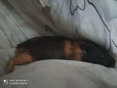 dream_alexa MY big hamster Foto 2