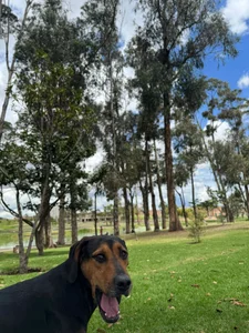 bonnie_moon_ mis enanos 🐶🐾 max, lulu y oddi 💕 Kuva 9